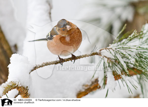 common chaffinch / MBS-04889