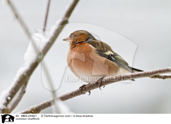 Buchfink / common chaffinch / MBS-04891