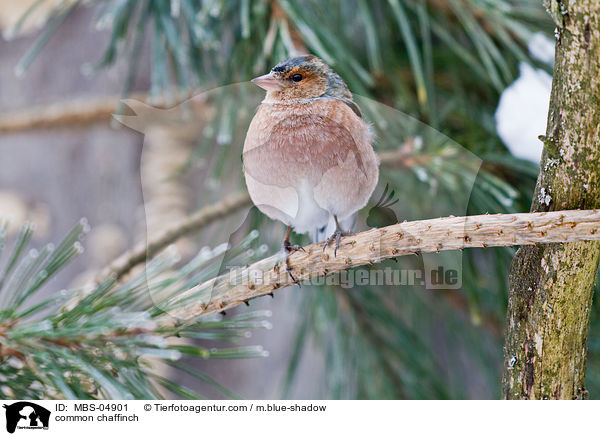common chaffinch / MBS-04901