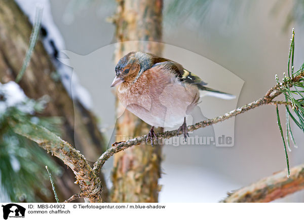 Buchfink / common chaffinch / MBS-04902