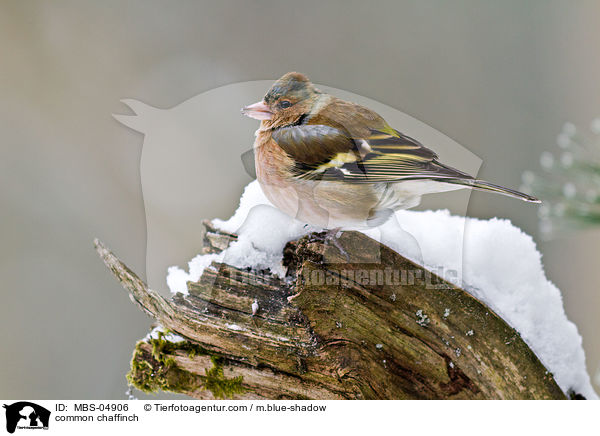 Buchfink / common chaffinch / MBS-04906