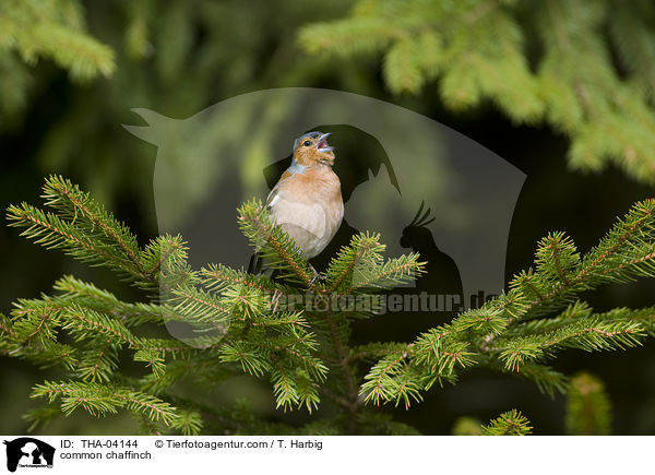 Buchfink / common chaffinch / THA-04144