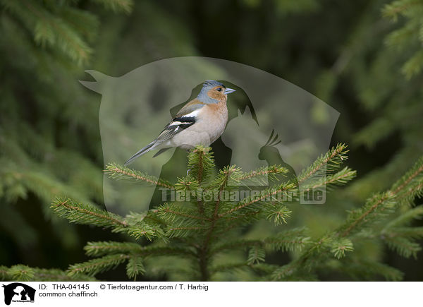 Buchfink / common chaffinch / THA-04145