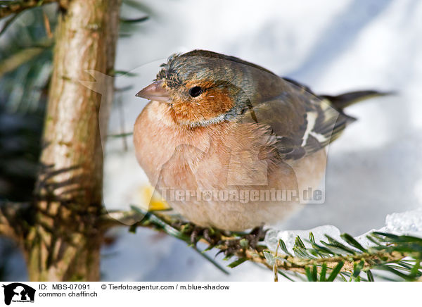 Buchfink / common chaffinch / MBS-07091