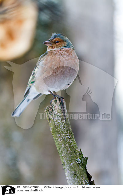 common chaffinch / MBS-07093