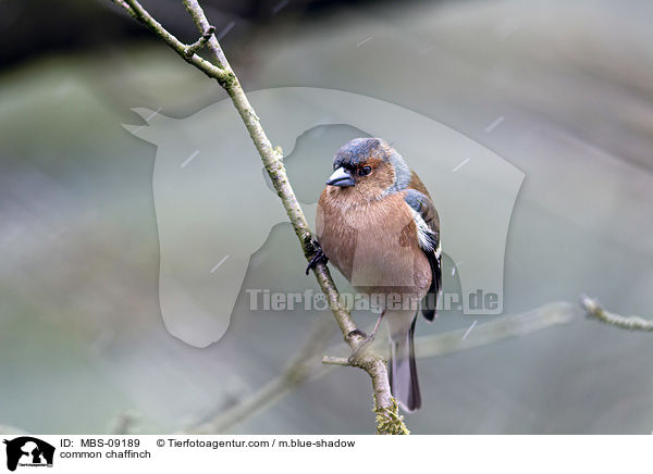 Buchfink / common chaffinch / MBS-09189