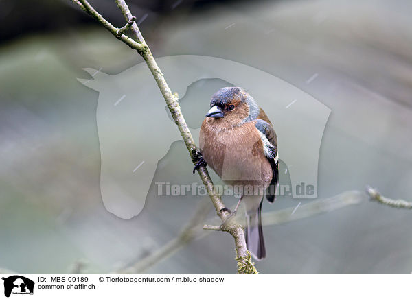 common chaffinch / MBS-09189