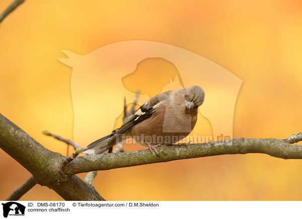 Buchfink / common chaffinch / DMS-08170