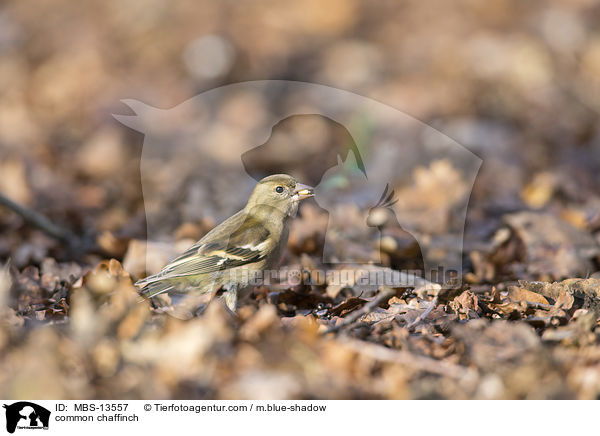 Buchfink / common chaffinch / MBS-13557