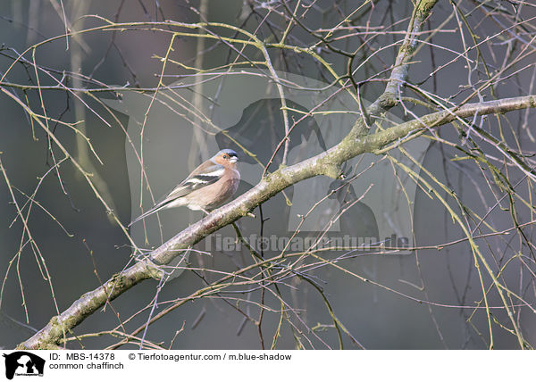 common chaffinch / MBS-14378