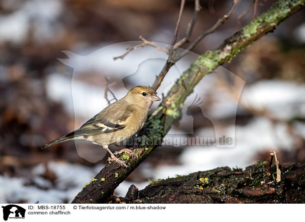 common chaffinch / MBS-18755