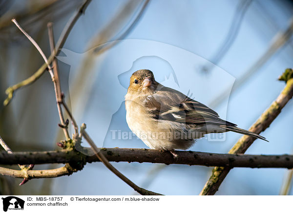 Buchfink / common chaffinch / MBS-18757