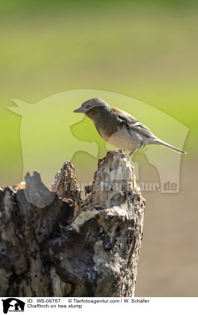 Buchfink auf Baumstumpf / Chaffinch on tree stump / WS-08767