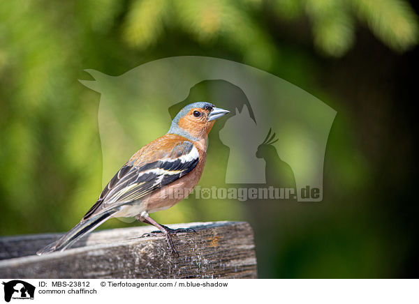 Buchfink / common chaffinch / MBS-23812