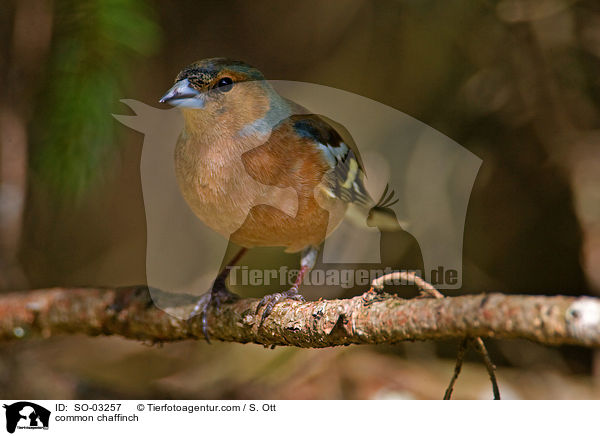 common chaffinch / SO-03257