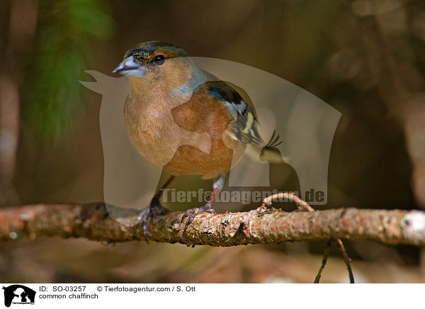 Buchfink / common chaffinch / SO-03257