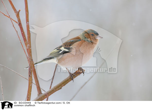 common chaffinch / SO-03449
