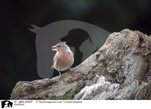 chaffinch / MBS-25409