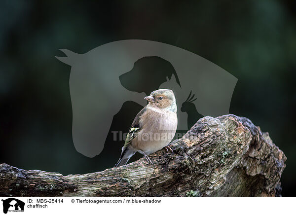 chaffinch / MBS-25414