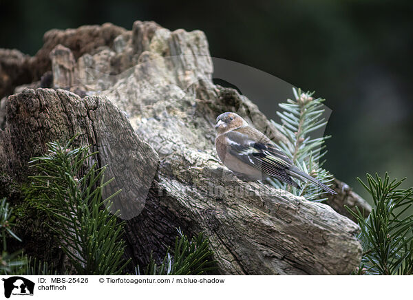 chaffinch / MBS-25426