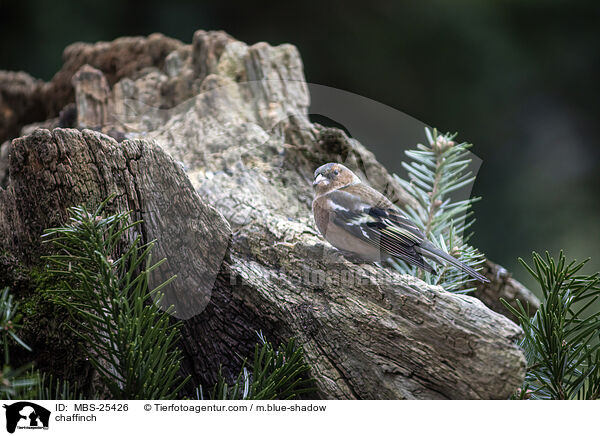 Buchfink / chaffinch / MBS-25426