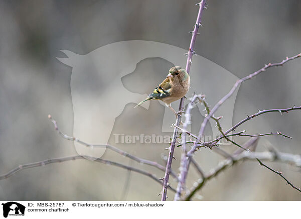 common chaffinch / MBS-25787