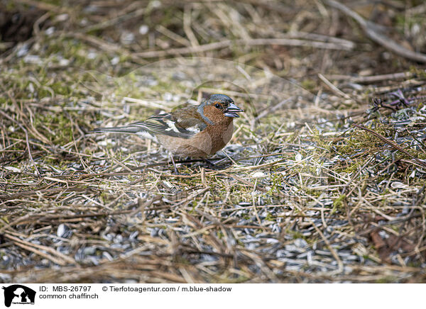 common chaffinch / MBS-26797