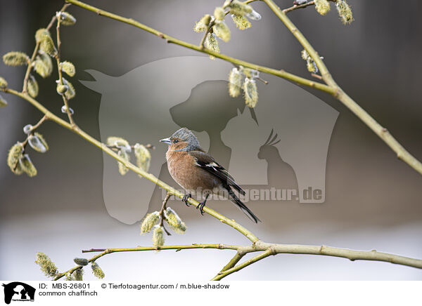common chaffinch / MBS-26801