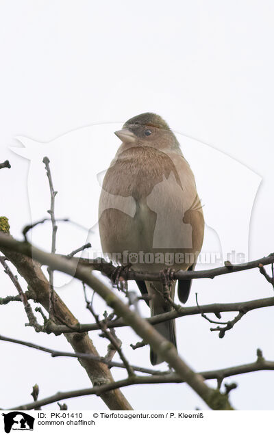 Buchfink / common chaffinch / PK-01410