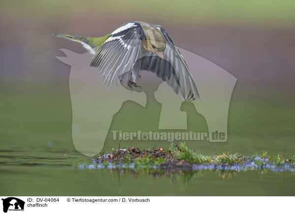 chaffinch / DV-04064