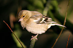 Chaffinch