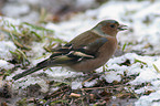 chaffinch