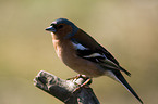 Chaffinch