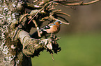 Chaffinch