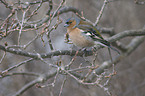 chaffinch