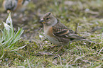 common chaffinch