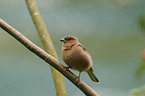 common chaffinch