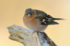 common chaffinch