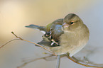 common chaffinch