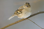 common chaffinch