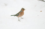 common chaffinch