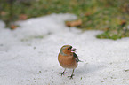 common chaffinch