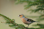 common chaffinch