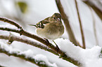 common chaffinch