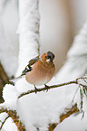 common chaffinch