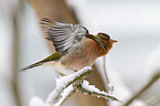 common chaffinch