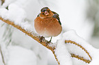 common chaffinch