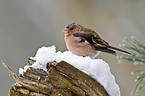 common chaffinch