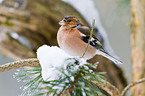 common chaffinch