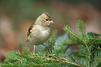 common chaffinch